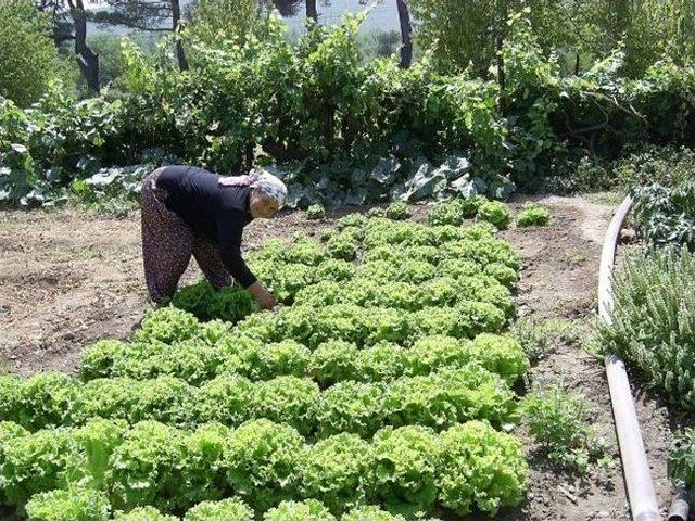 Kışlık Sebze Bakım Çalışmaları Devam Ediyor