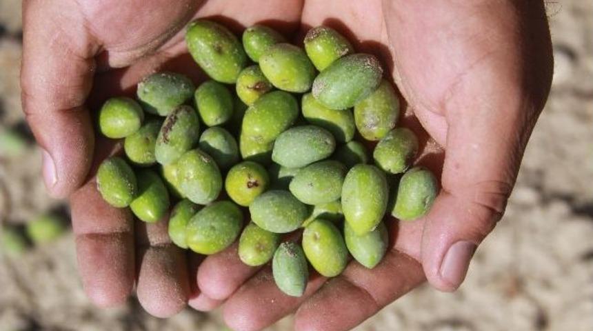 Saruhanlı'da 11 Bin 500 Dekar Arazi Doludan Zarar G&ouml;rd&uuml;