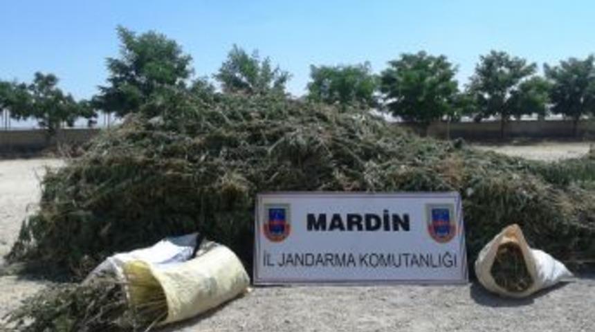 Mardin&rsquo;de 6 Bin 300 K&ouml;k Hint Keneviri Ele Ge&ccedil;irildi
