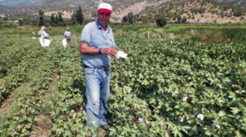 S&ouml;ke Ovasında İlk Pamuk Hasadı Tuzburgazı&rsquo;ndan