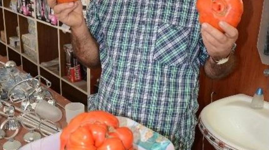 1,5 Kiloluk Domates Şaşırttı