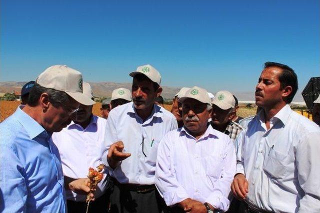 Kayseri Şeker Fabrikası İlk Aspir Hasadını Gerçekleştirdi