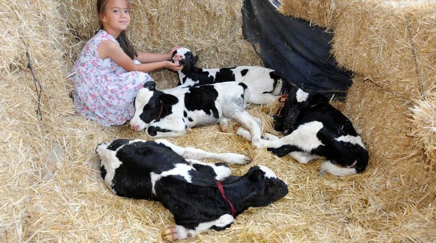 Manisa'da Bir Inek Bir Batında D&ouml;rd&uuml;z Doğurdu