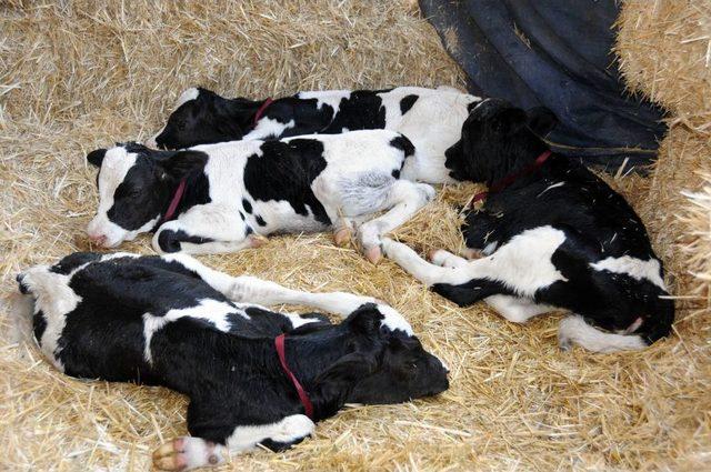 Manisa'da Bir Inek Bir Batında Dördüz Doğurdu