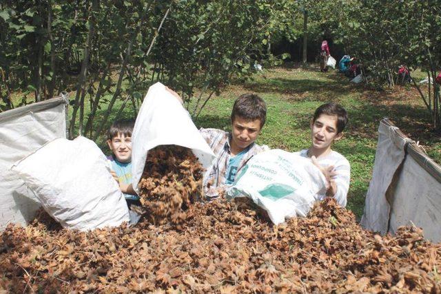 Üretici Fındık Fiyatından Memnun