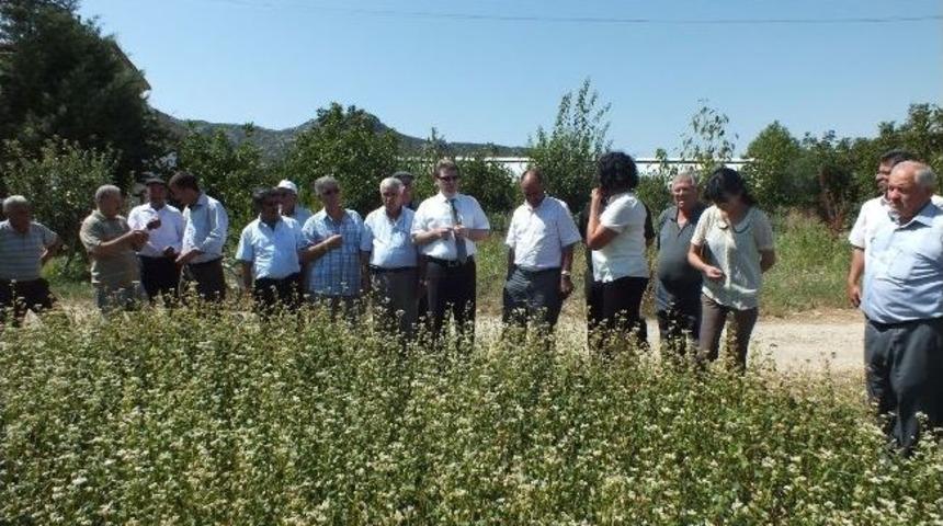Korkuteli'nde "tarla Günü"nde Karabuğday Tanıtıldı