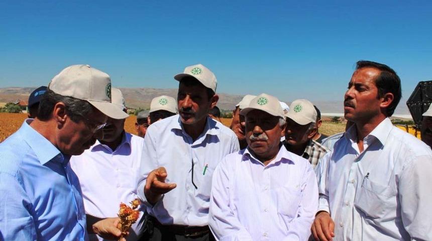 Kayseri Şeker Fabrikası Ilk Aspir Hasadını Yaptı