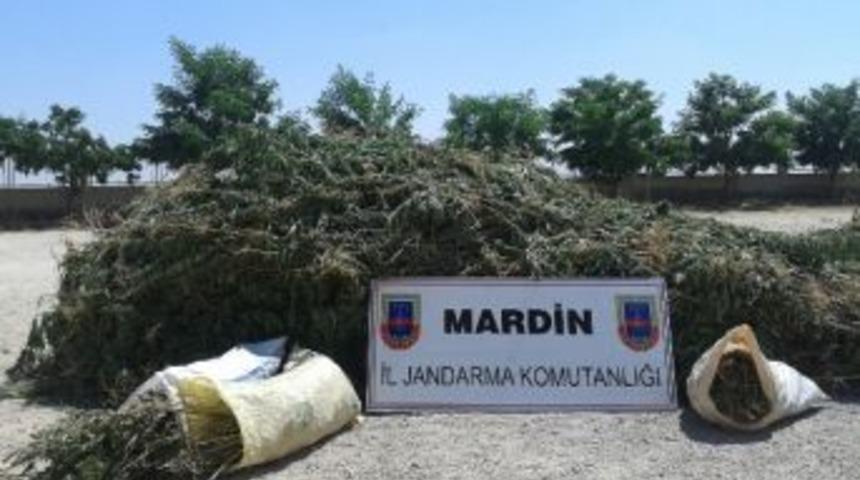 Mardin'de 6 Bin 300 K&ouml;k Hint Keneviri Ele Ge&ccedil;irildi