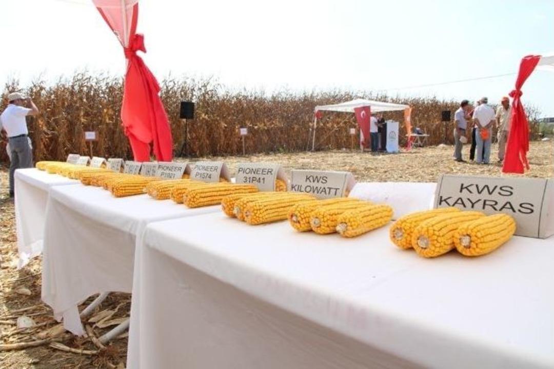 Mısırda Demostrasyon &Ccedil;alışmaları