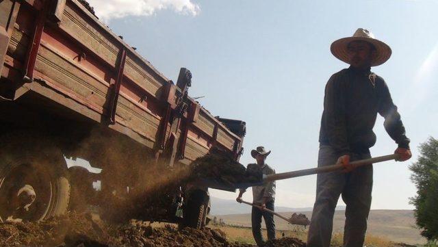 Bitlis&rsquo;te Tarlalar Hayvan G&uuml;breleriyle G&uuml;&ccedil;lendiriliyor 1