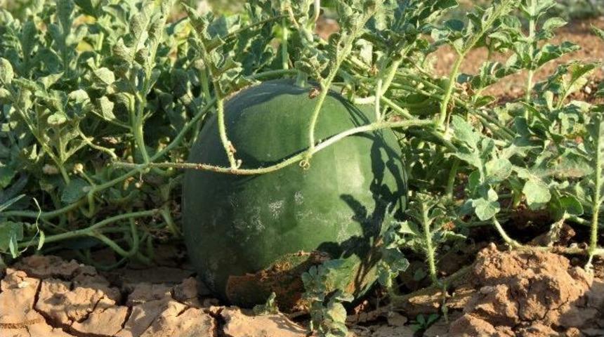 Meşhur Araban Karpuzu Yıllar Sonra Yeniden &Uuml;retilecek