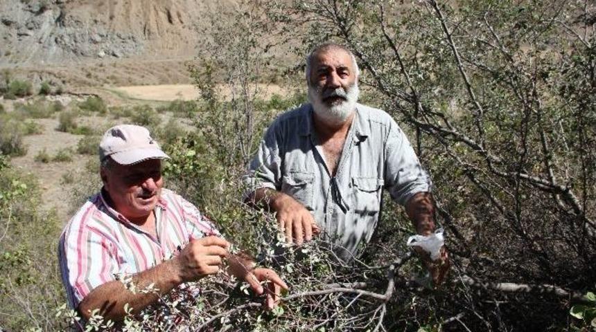 Oltu&rsquo;da Karayemiş Sezonu Başladı