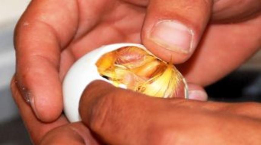 Yumurta I&ccedil;indeki Yavru &Ouml;rdek B&ouml;yle &Ccedil;ıktı