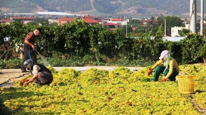 Manisa'da &Uuml;z&uuml;mlerini Kurutan Sevinecek