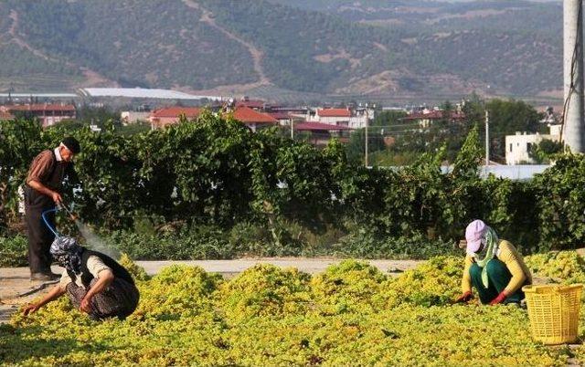 Manisa'da Üzümlerini Kurutan Sevinecek