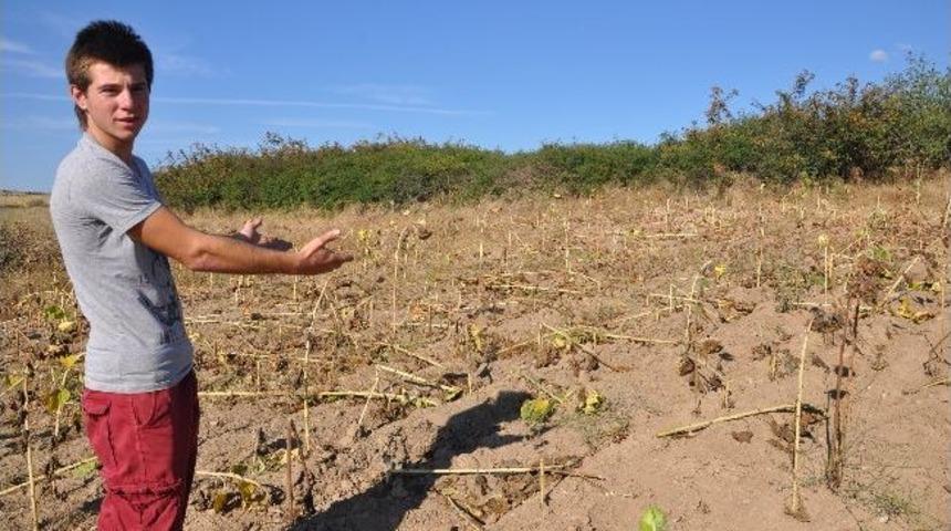 Yaban Domuzları Ay&ccedil;i&ccedil;ek Tarlalarına Zarar Verdi