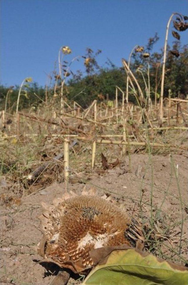 Yaban Domuzları Ayçiçek Tarlalarına Zarar Verdi