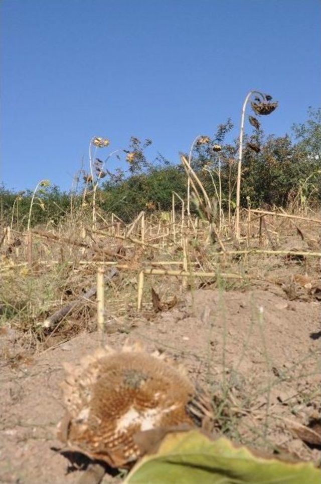 Yaban Domuzları Ayçiçek Tarlalarına Zarar Verdi