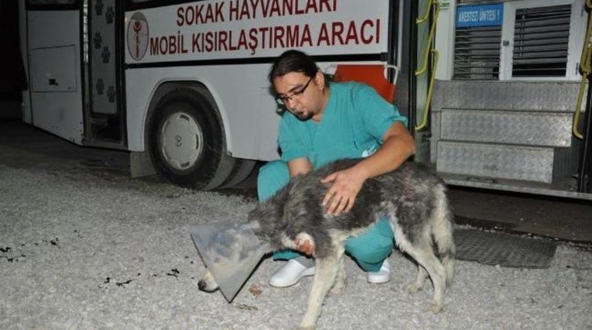 Ak&ccedil;ay&rsquo;da Sokak Hayvanları Kısırlaştırılıyor