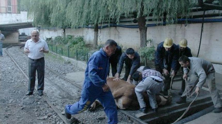 Yeni A&ccedil;ılan &Uuml;retim Alanı Kurban Kesimi İle Hizmete Girdi