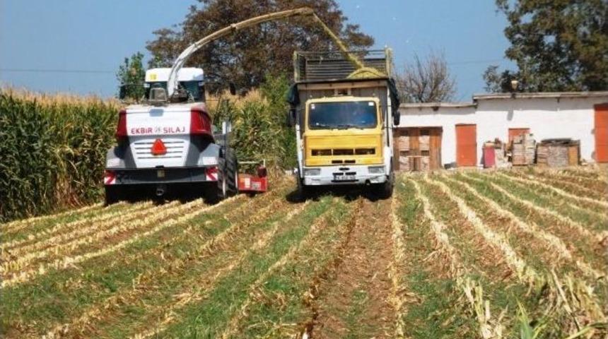 Yusuf Ayg&uuml;n Silajlık Mısır&rsquo;dan Umutlu