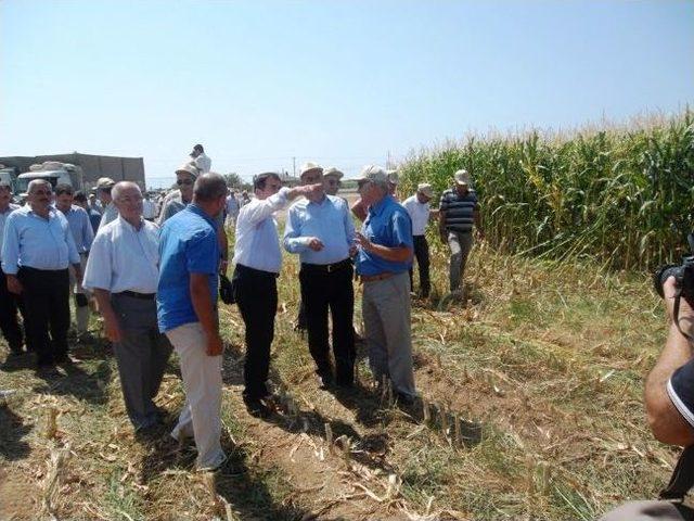 Yusuf Ayg&uuml;n Silajlık Mısır&rsquo;dan Umutlu 1