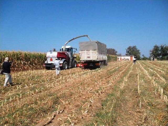 Yusuf Ayg&uuml;n Silajlık Mısır&rsquo;dan Umutlu 2