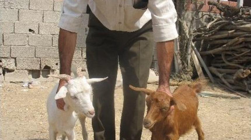 Saruhanlı'da Hayvan Sahiplerine Uyarı