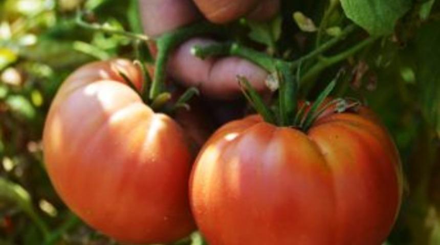 Belediyenin Dağıttığı Fidelerde Kiloluk Domatesler Yetişti