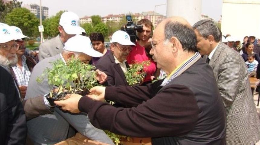 Kocasinan'ın Fidelerinden Kiloluk Domatesler Yetişti