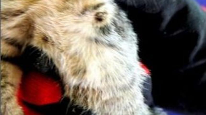 Sarıg&ouml;l&rsquo;de &Uuml;&ccedil; Ayaklı Kedi Yavrusu İlgi Odağı Oldu