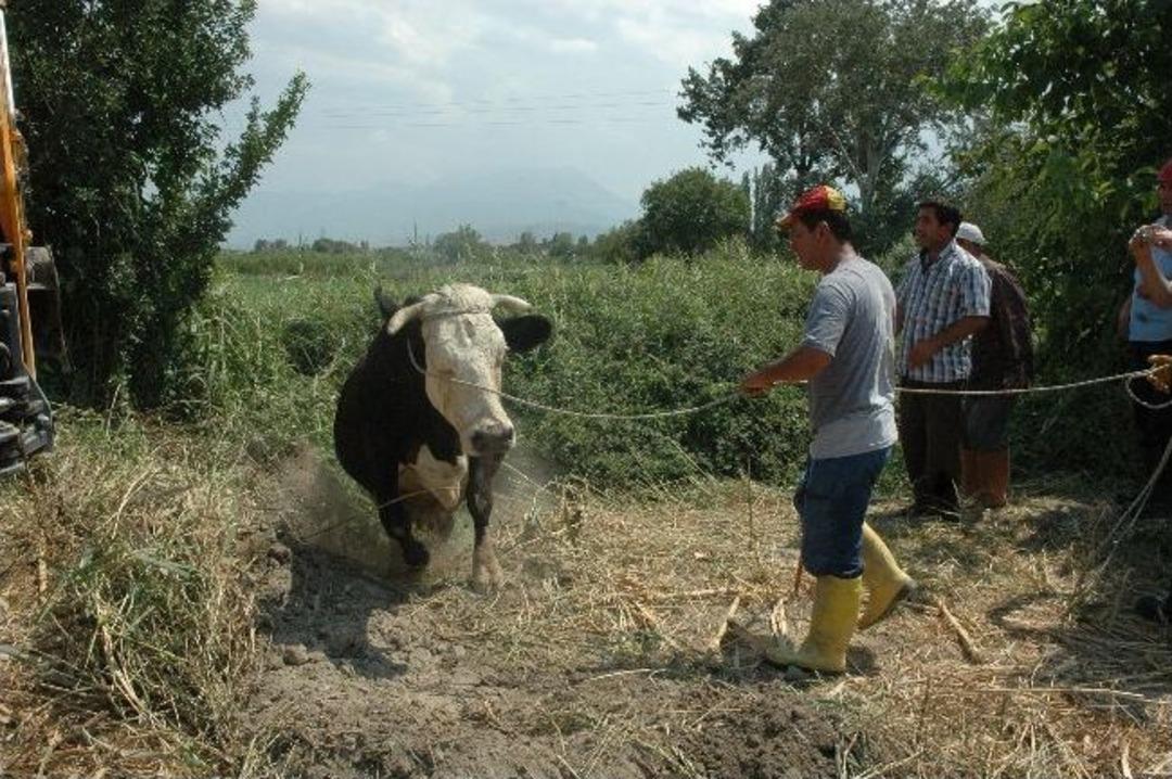 Su Kanalına D&uuml;şen Hamile İnek G&uuml;&ccedil;l&uuml;kle Kurtarıldı