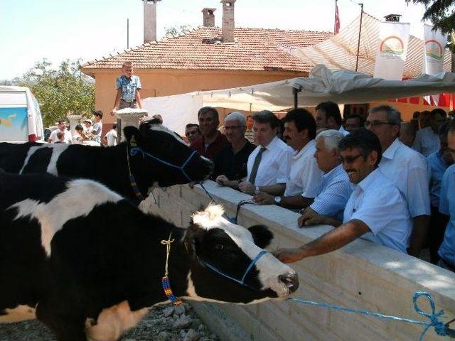 Yeşilyayla'da Damızlık Süt Sığırı Dağıtımı Yapıldı