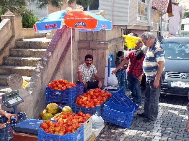 Koyulhisar Domatesinin Hasadı Başladı