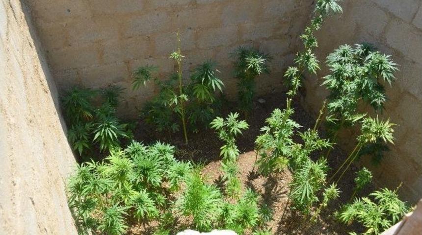 Jandarmadan Uyuşturucu Operasyonu