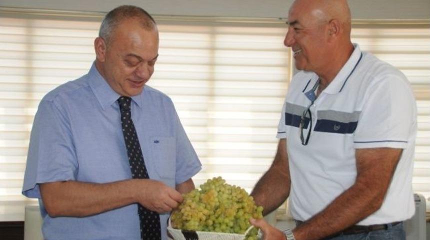 Hacihaliller&rsquo;in İlk Hasatı Başkan Erg&uuml;n&rsquo;e