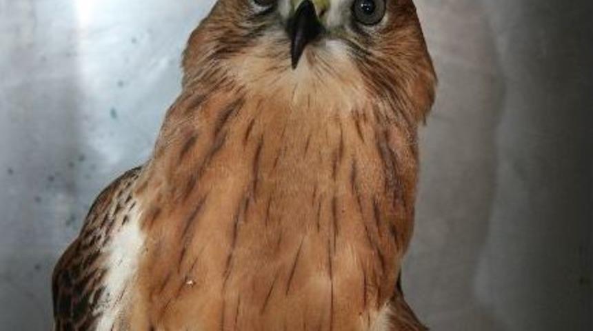 Avcılar Tarafından Vurulan Şahin Tedavi Altına Alındı