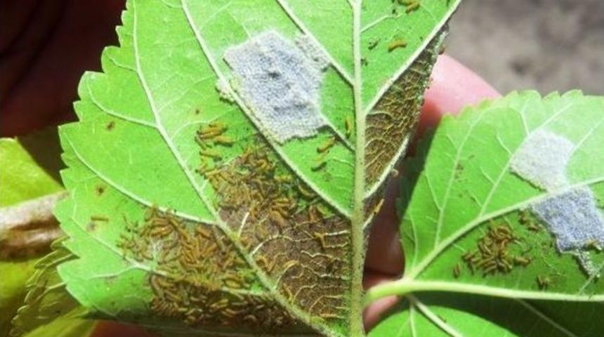 D&uuml;zce&rsquo;de Amerikan Beyaz Kelebeği İle M&uuml;cadele