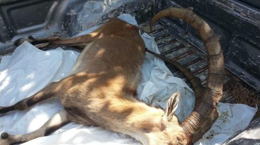 Tarım Bakanlığı, &Ouml;nce K&ouml;r Olup Sonra &Ouml;len Dağ Ke&ccedil;ileri İle İlgili &Ccedil;alışma Başlattı