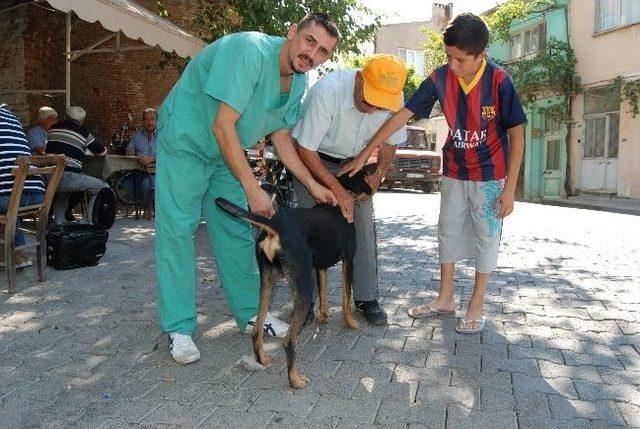 Bayramiç’teki Köpekler Aşılandı