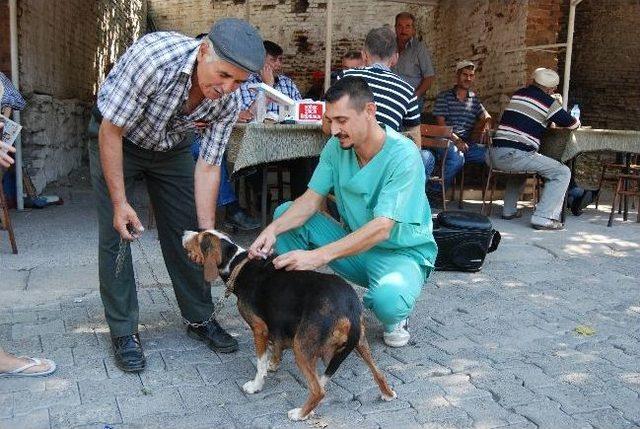 Bayramiç’teki Köpekler Aşılandı