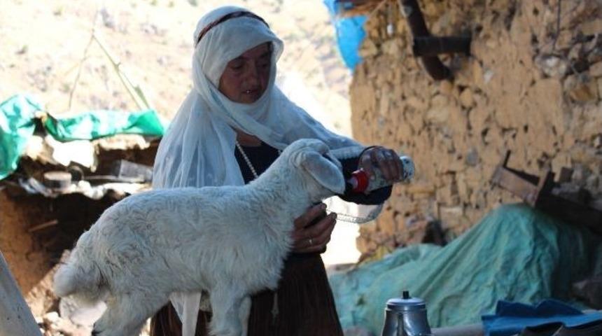 Kuzuyu Biberonla Besliyor