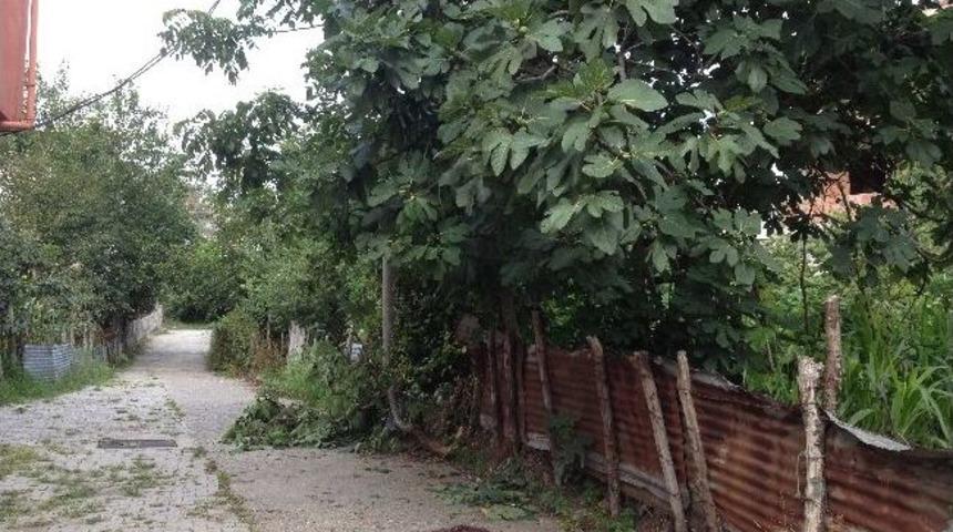 İncir Toplamak İsterken Ağa&ccedil;tan D&uuml;şt&uuml;