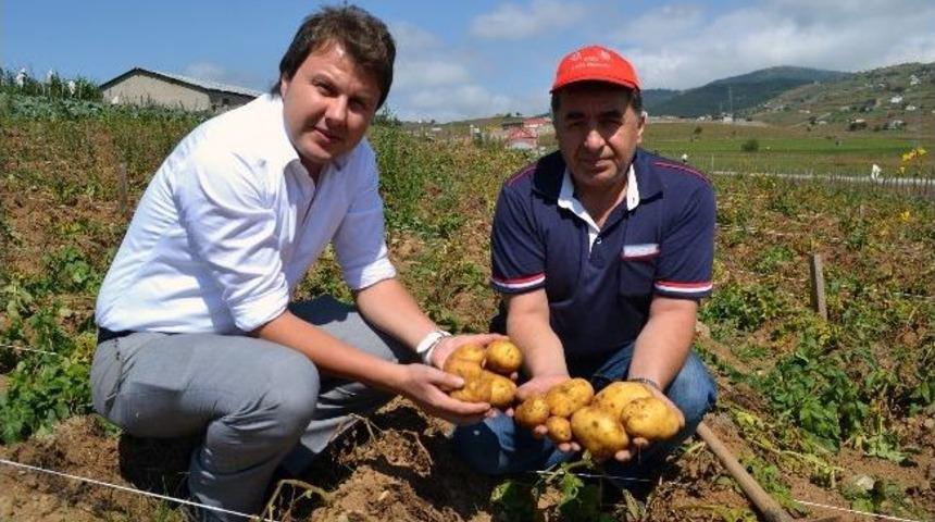 Makineli Patates Ekiminde Y&uuml;zde 100'e Varan Başarı Yakalandı