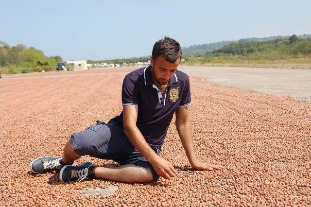 Havalanı, Fındık Harmanı Oldu