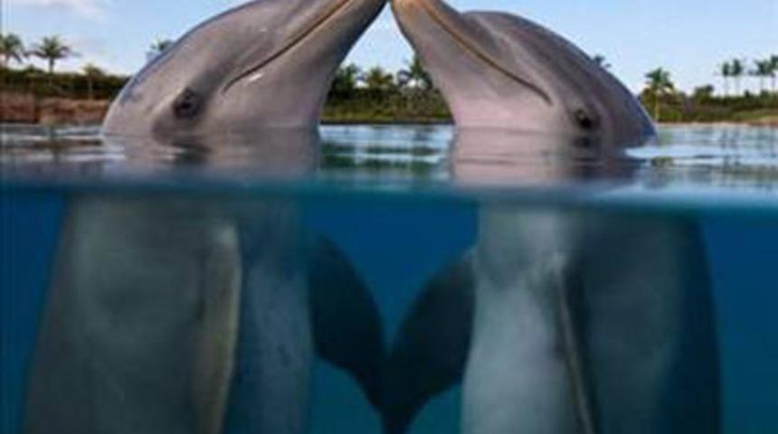 &Ouml;p&uuml;c&uuml;ğe ilgin&ccedil; bakış!