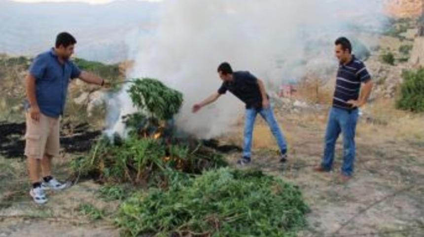 &Ccedil;emişgezek&rsquo;te 239 K&ouml;k Hint Keneviri Ele Ge&ccedil;irildi