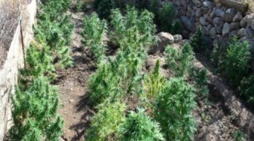 Tunceli'de Uyuşturucu Operasyonu