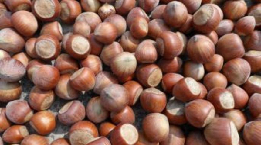 Ziraat Odası Başkanı emanete fındık vermeyin dedi