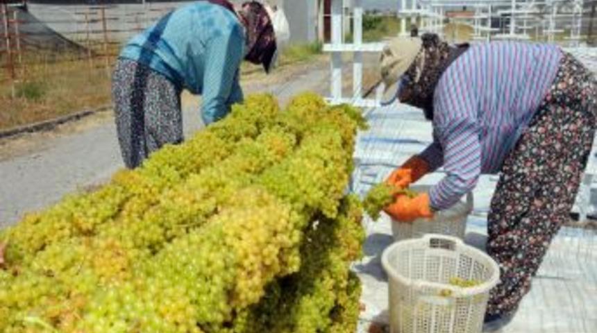 TZOB Başkanı Bayraktar: &Uuml;z&uuml;m&uuml;n &Ccedil;eşit Sayısı Bin 200'den 50'lere D&uuml;şt&uuml;